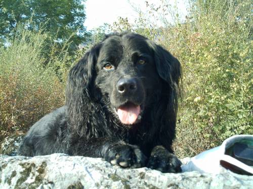 lerntraining f�r hunde