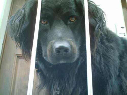 beratung hund