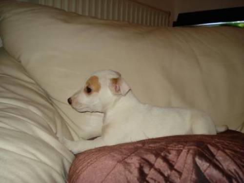 jack sucht neues zuhause