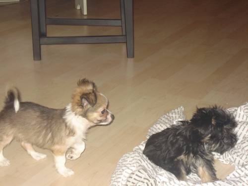 chihuahua welpe und yorki mix suchen traumplatz