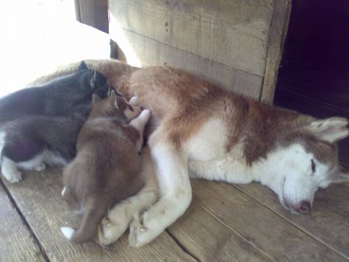 siberian husky
