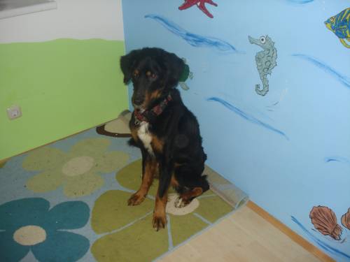  j�hrige berner sennen mix h�ndin sucht bestplatz
