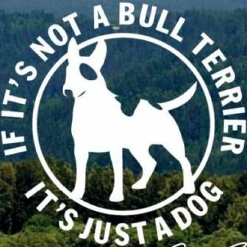 bullterrier welpen