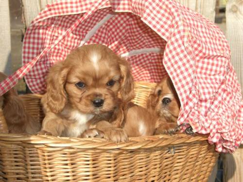 cavalier king charles spaniel