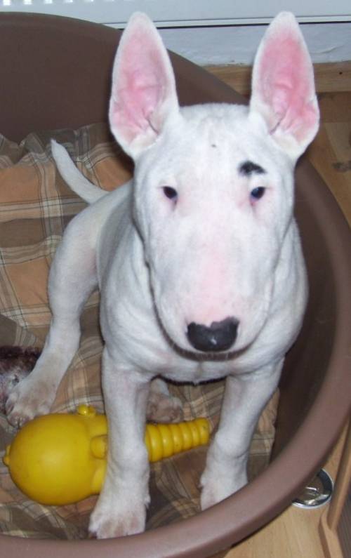 bullterrier r�de
