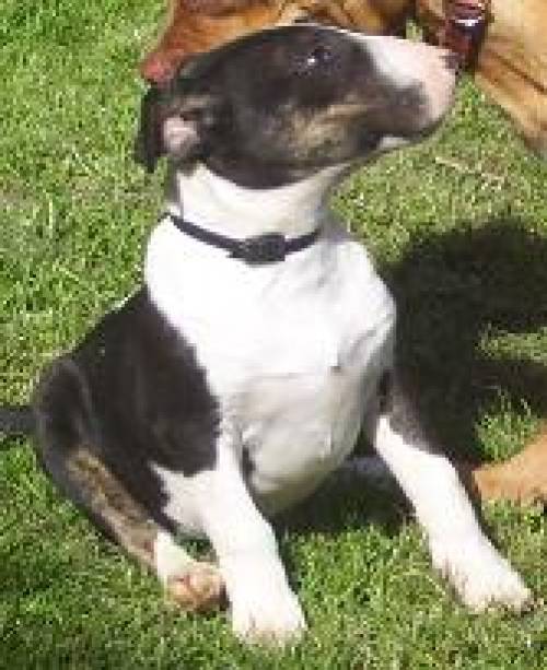 bull terrier r�de