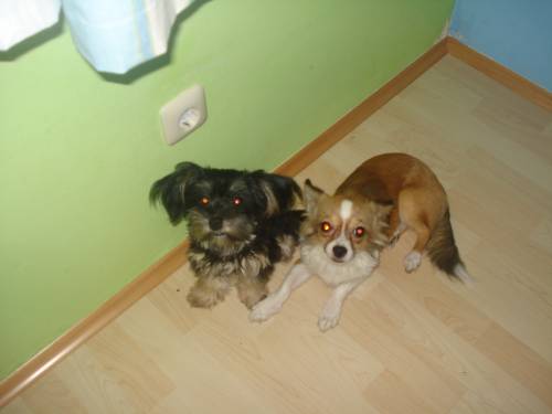 chihuahua rde und mini yorki mix hndin suchen traumplatz