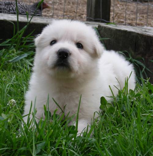 weisse sch�ferhund welpen