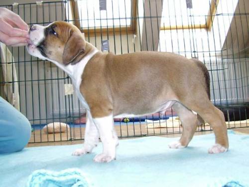 american staffordshire terrier welpe