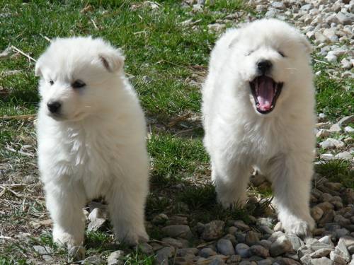weisse sch�ferhund welpen