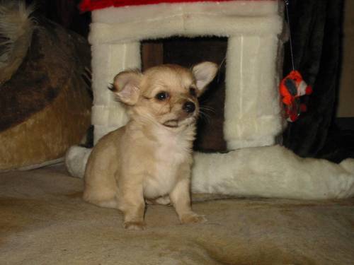 chukky sucht familie �sterr hobbyzucht