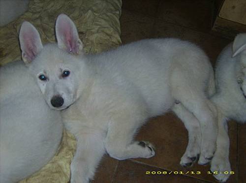 reinrassige weisse sch�ferhund welpen
