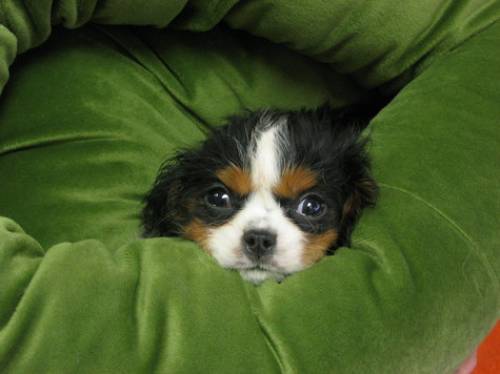s�sser cavalier bub wo