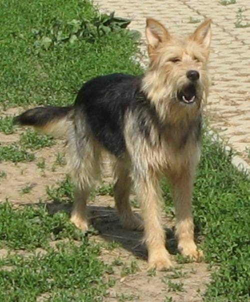 tina liebenswerte struppige junghündin