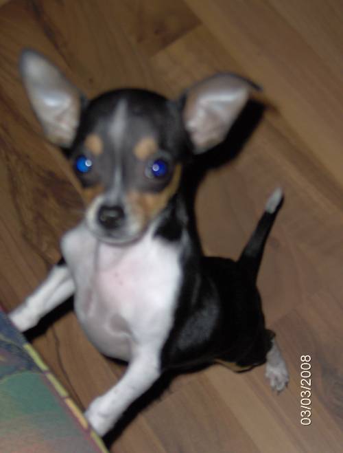 chihuahua