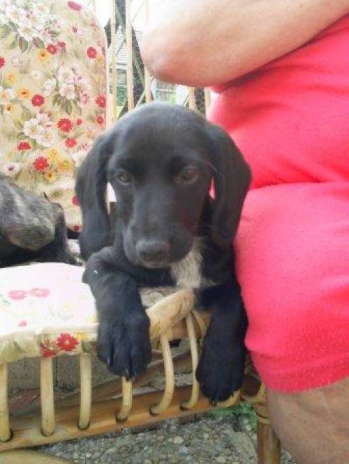  liebenswerte spanielmischlingswelpen suchen kuschelplatz