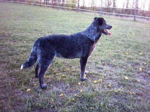 australian cattledog junghund zu verkaufen