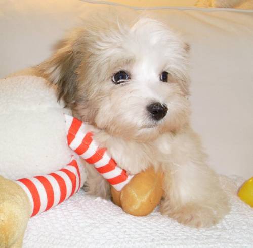 havaneser