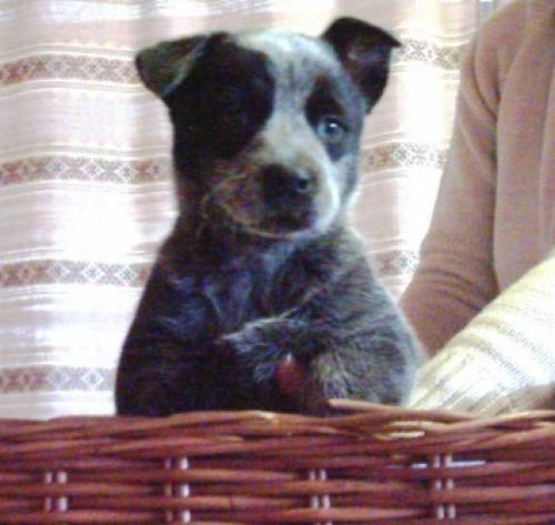 australian cattledog welpen abzugeben