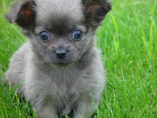 s�sse chihuahuawelpen mit stammbaum