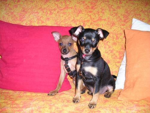 zwergpinscher jungs