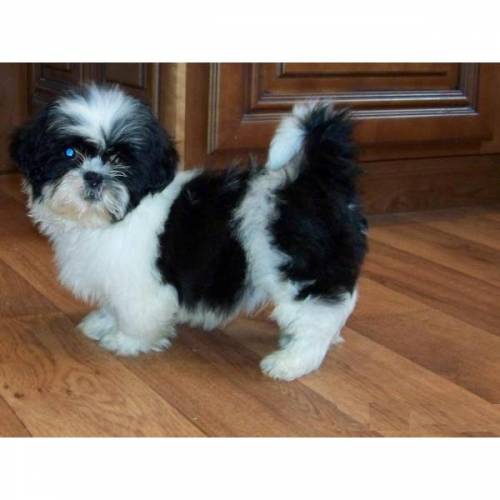 shih tzu welpen