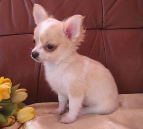 ssser chihuahua sucht neues zuhause