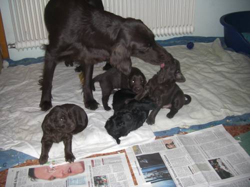 flat coated retriever welpen
