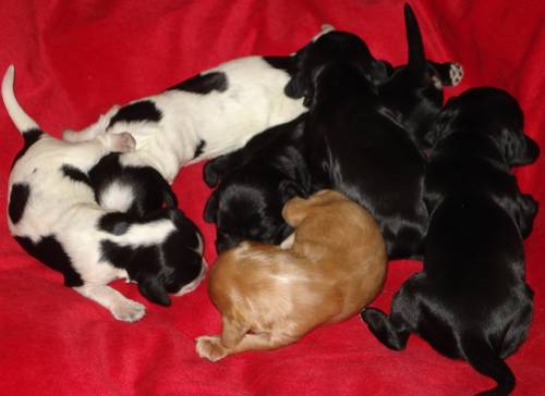 s�sse spaniel
