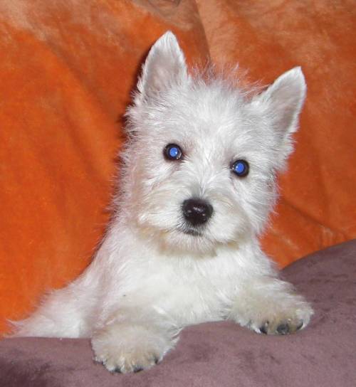 west highland white terrier puppies