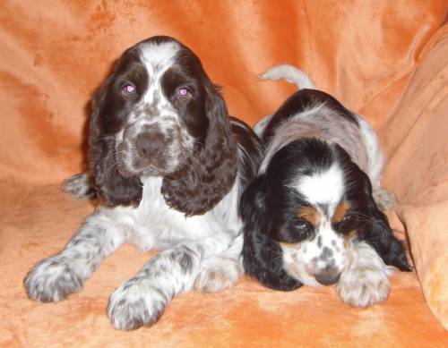 englisch cocker spanielbabys