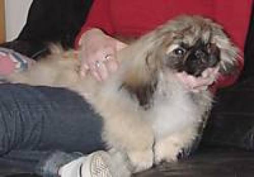 pekinesen welpe knuddelmonster pekingese