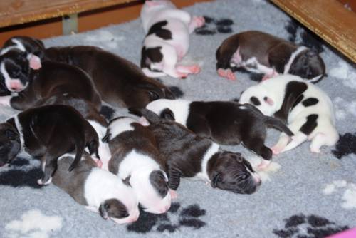 american staffordshire terrier welpen