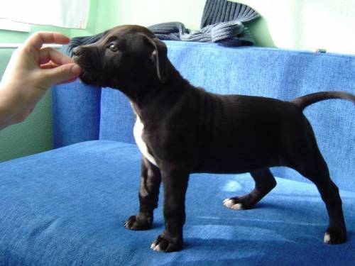 american staffordshire terrier welpe