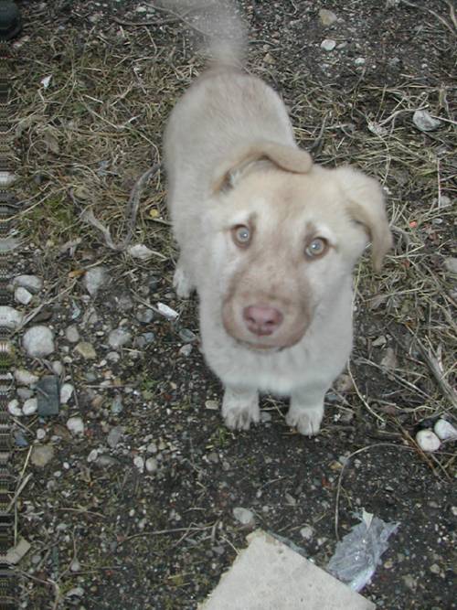 kangal