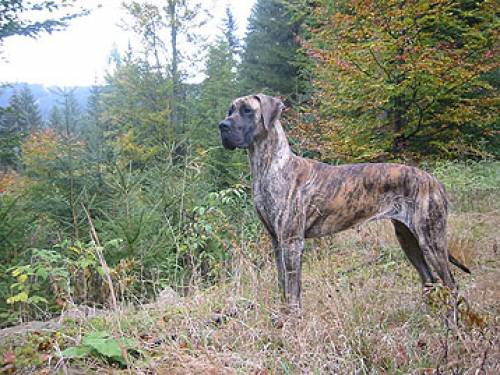doggen welpen aus einer neuen zucht mit anderen priorit�ten