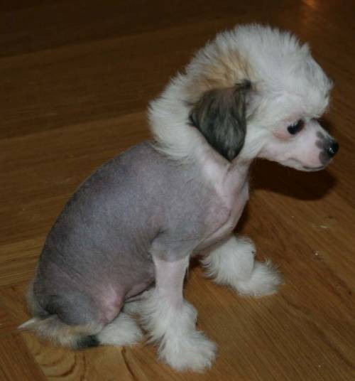 chinese crested chinesischer schopfhund welpen zu verkaufe