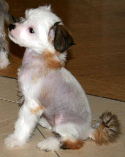 chinese crested chinesischer schopfhund welpen zu verkaufe