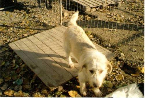 ganz dringend einen platz f�r zwei giechische hunde gesucht