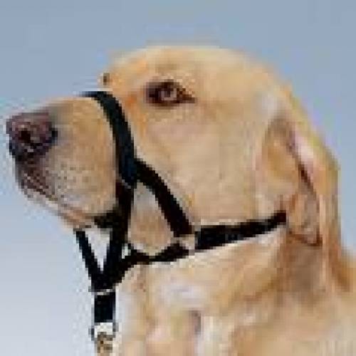 hundezubeh�r sonstiges