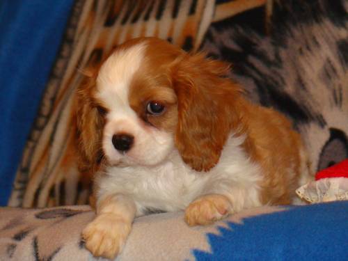 cavalier king charles spaniel