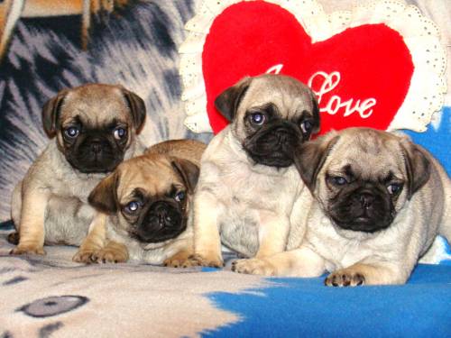mops