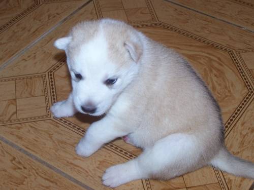 huskymischlingswelpen