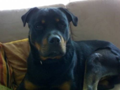 vergebe dringend notfall rottweiler an erfahrenen halter
