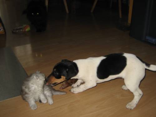  s�sse jack russell welpen