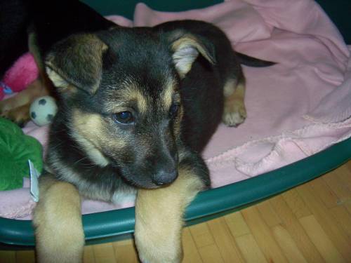 labradormixwelpe