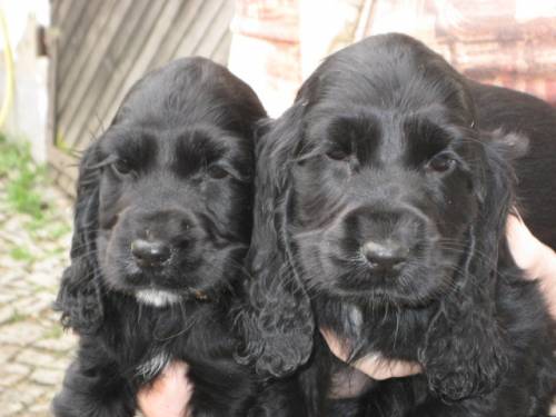  girliepower engl cocker spaniel welpen