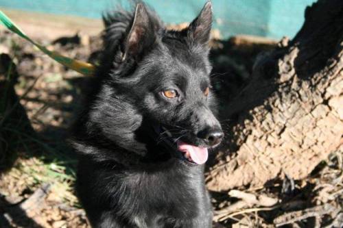 traumhund sucht zuhaues