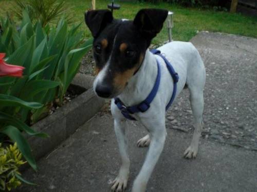schmuser sucht zuhause