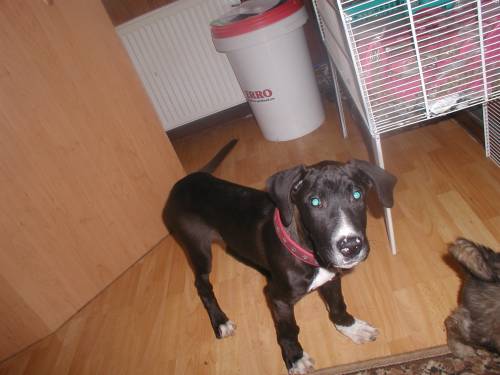 herziger doggenmixr�de ca wochen sucht neues zuhause